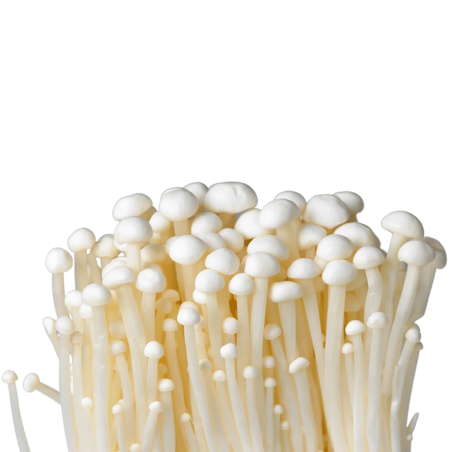 Enoki-Mushroom-Organic Enoki Mushroom - Image 1