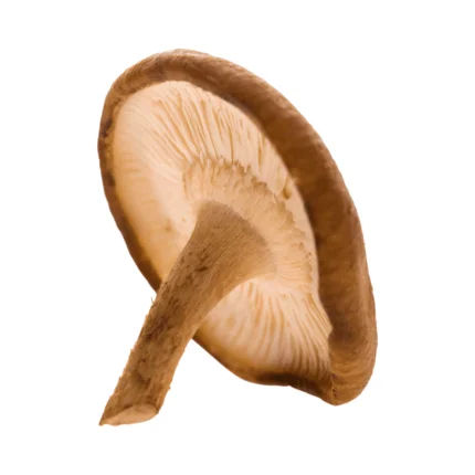 Shiitake Mushroom | 200g