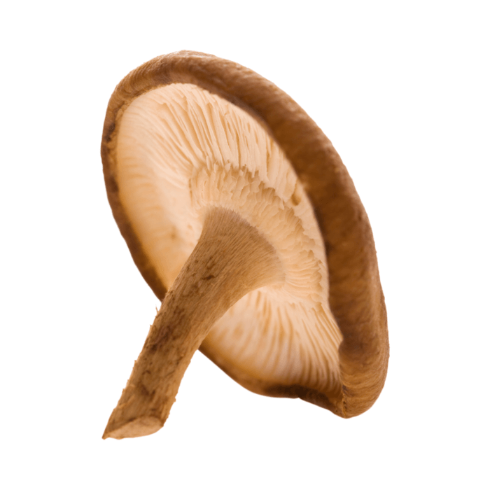 Shiitake Mushroom Organic
