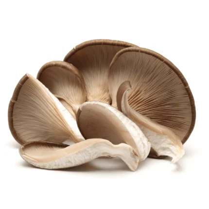 Oyster Mushroom Organic