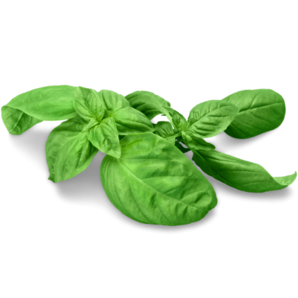 Basil Green Italian