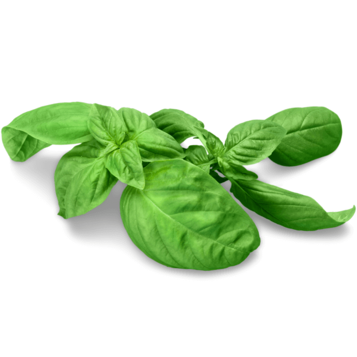 Basil Green Italian