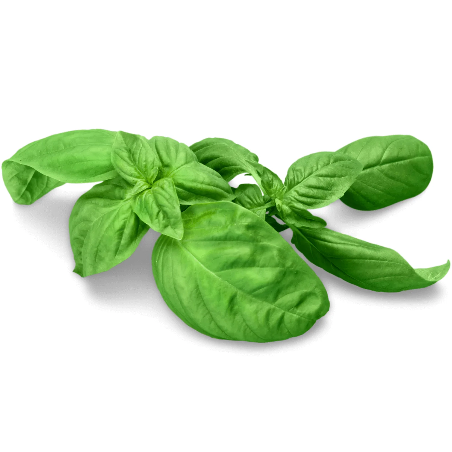 Basil-Green-Italian Basil Green Italian
