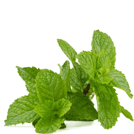 Mint Organic