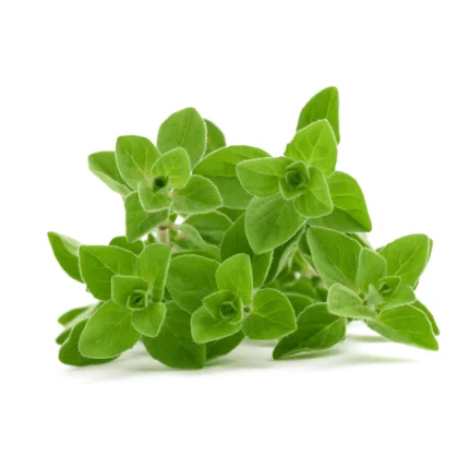 Oregano Fresh Organic