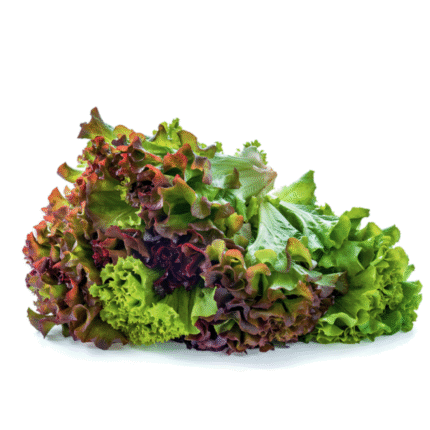 Crunchy lettuce blend