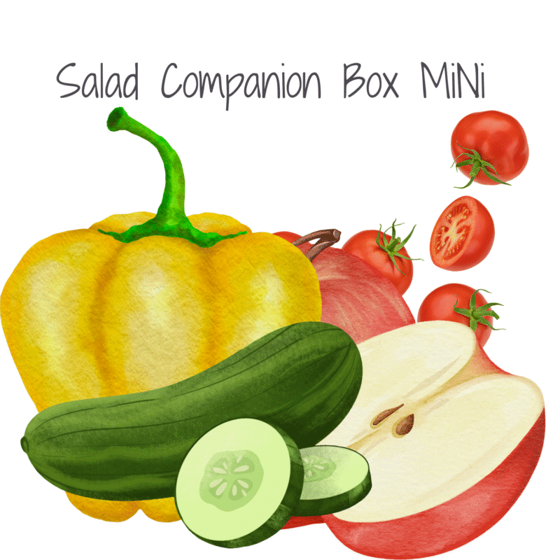 Salad companion box mini