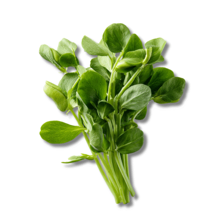 Pea shoots organic